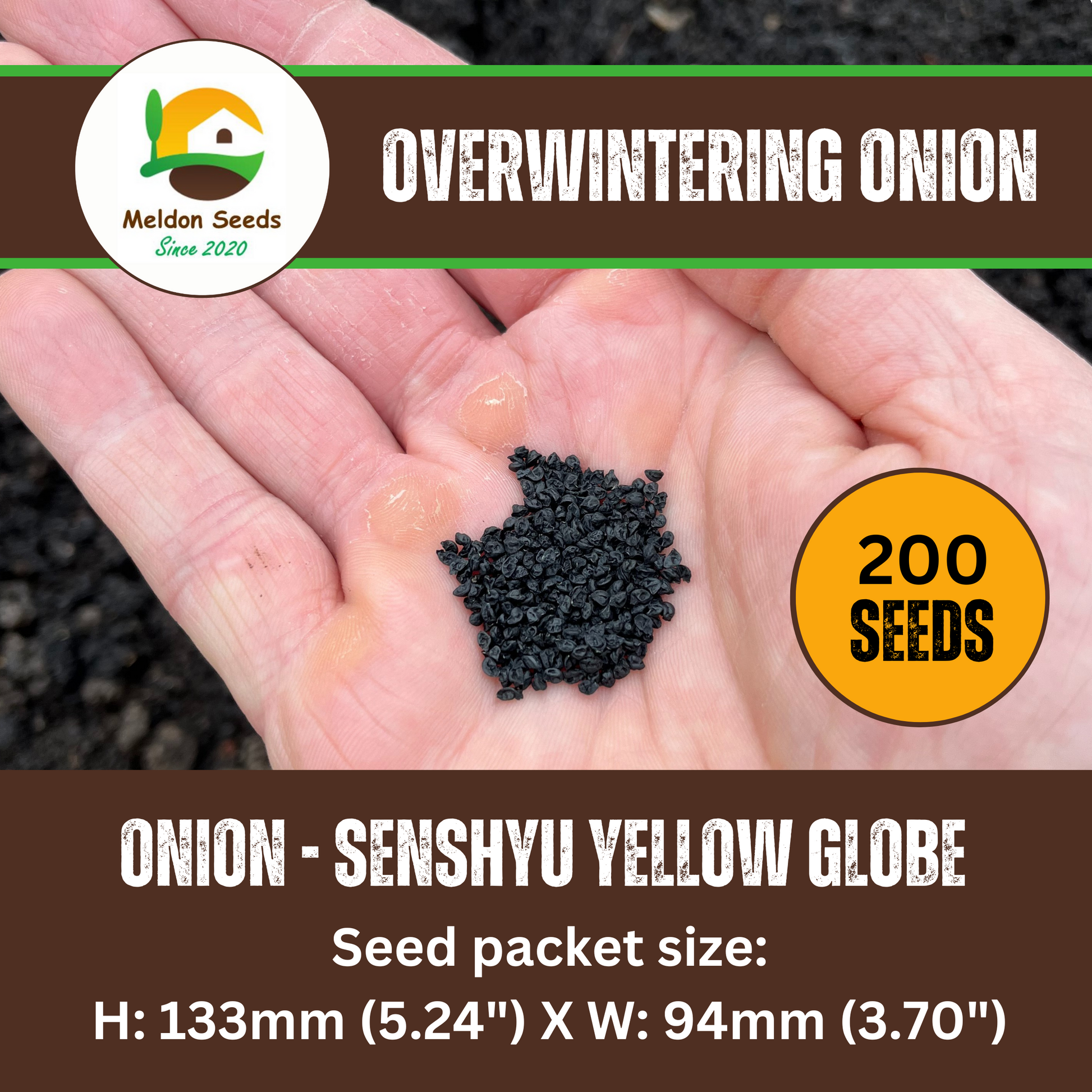 Onion Senshyu Yellow Vegetable Plants 16 Pack - Winter Hardy Plants Easy Planting Superior Growth Grow Your Own Vegetables