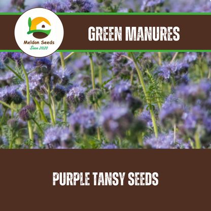 Purple Tansy Annual Green Manure Seeds - 1kg