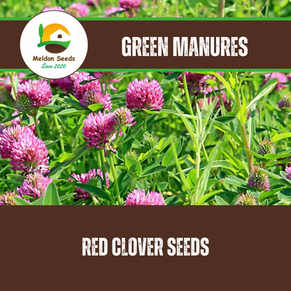 Red Clover Green Manure Seeds - 500g