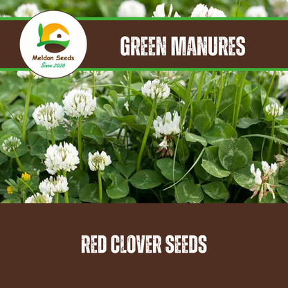 White Clover Green Manure Seeds - 500g