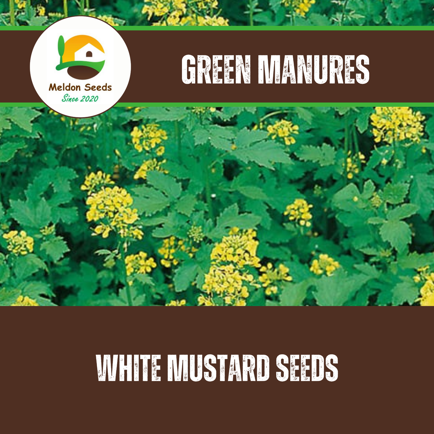 White Mustard Green Manure Seeds - 1kg