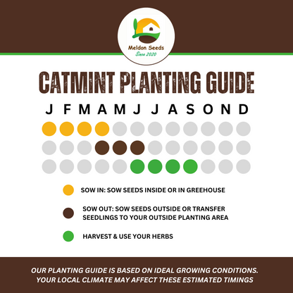 Catmint Catnep Seeds - 400 Seeds - True Catnip Nepeta Cataria Herb Cats Love It