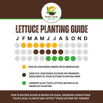 Lettuce Saladin (iceberg) 500 Seeds