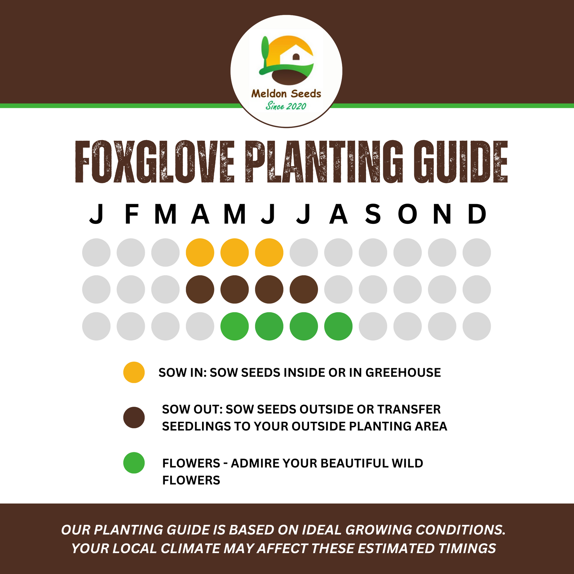 foxglove seed planting process day by day chart of pictures Foxglove Seeds