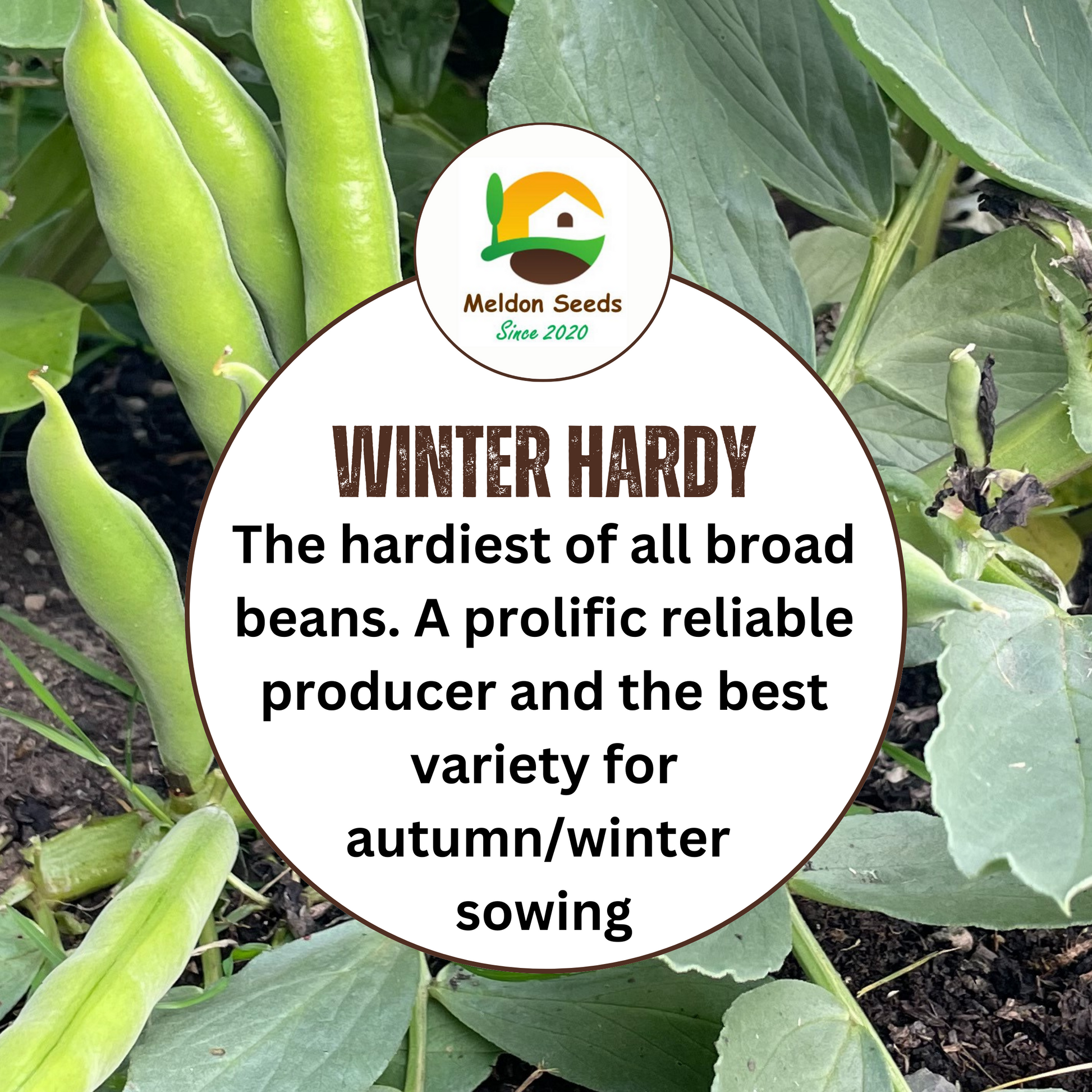 broad bean seeds for autumn planting Broad Bean Aquadulce Claudia 45 Seeds – Meldon Seeds