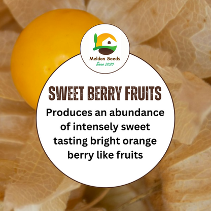 Cape Gooseberry Seeds Golden Berry Physalis - 150 Fresh Oriental Vegetable Seeds