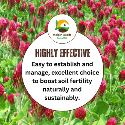 Crimson Clover Green Manure Seeds - 500g