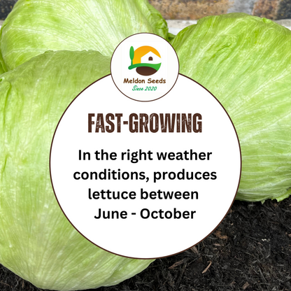 Lettuce Saladin (iceberg) 500 Seeds