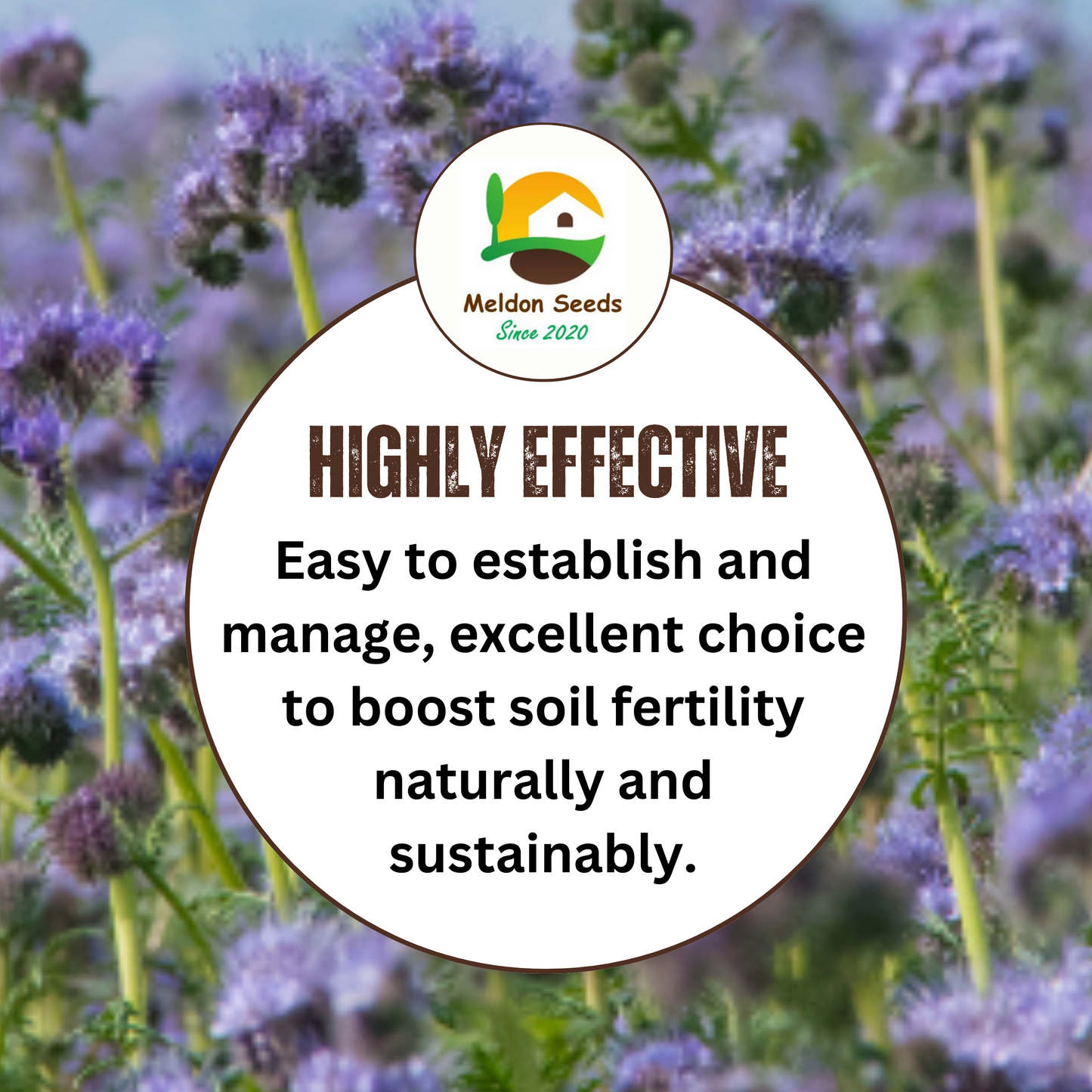 Purple Tansy Annual Green Manure Seeds - 1kg