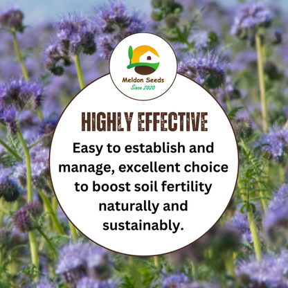 Purple Tansy Annual Green Manure Seeds - 1kg