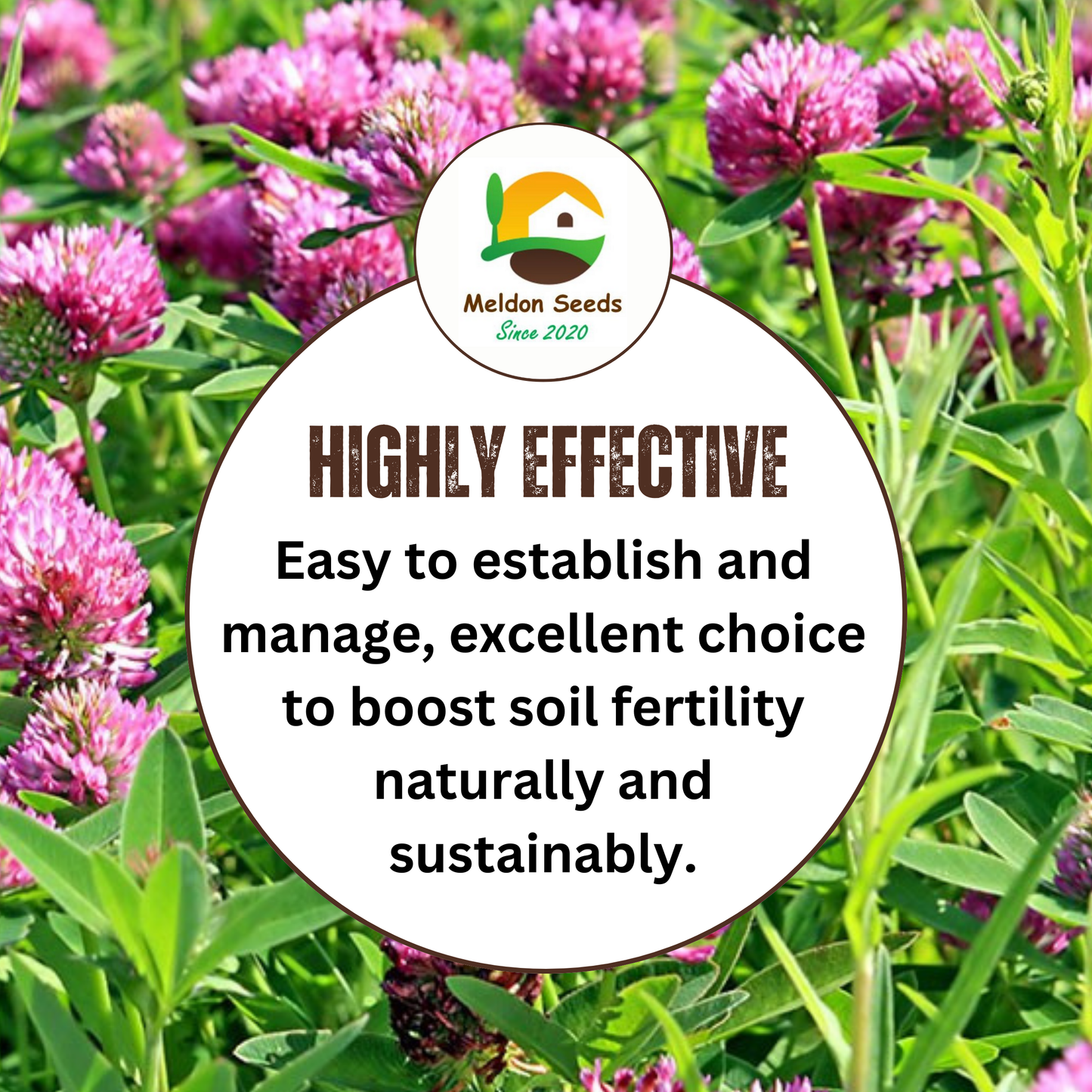Red Clover Green Manure Seeds - 500g
