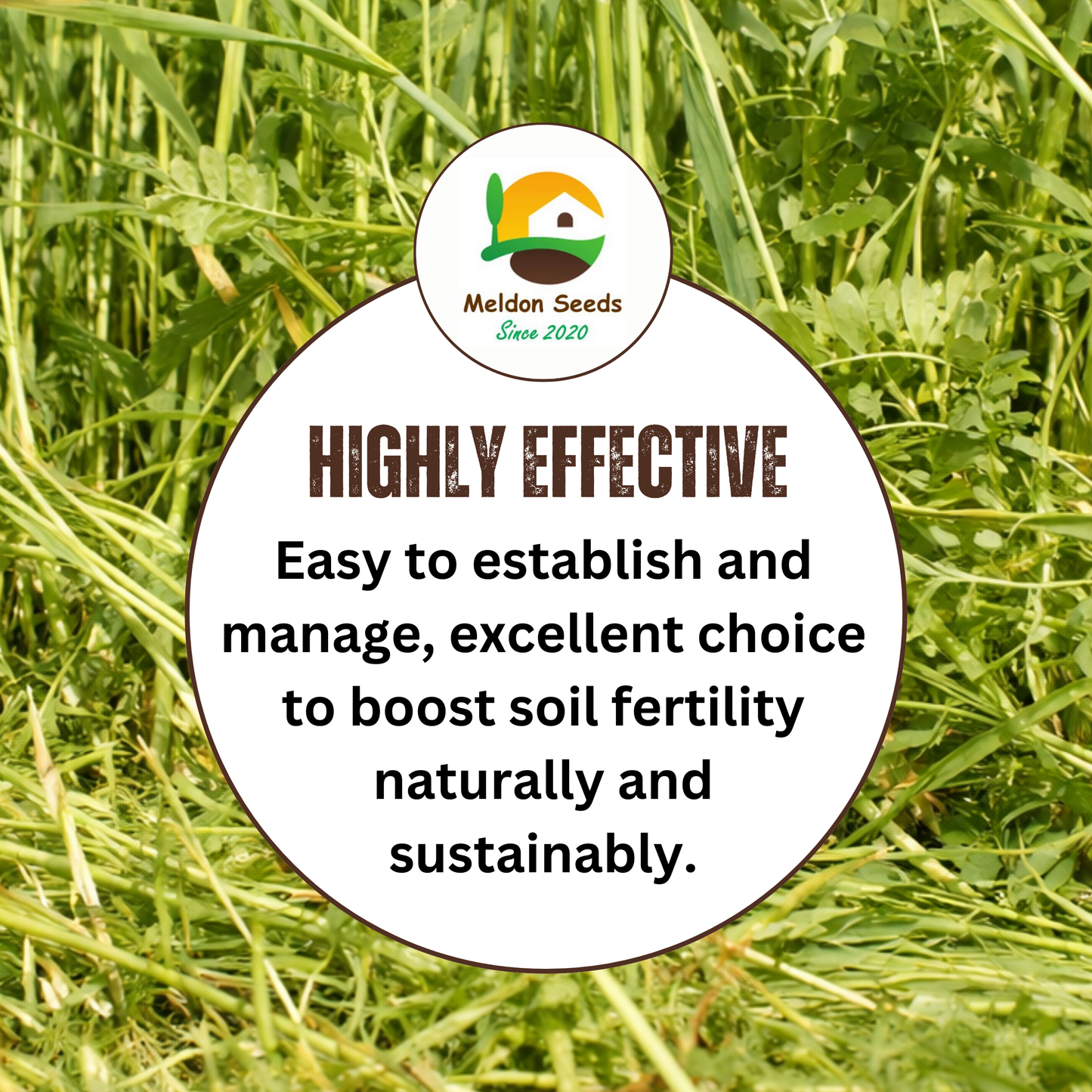 Rye and Vetch Green Manure Seed Mix - 1kg