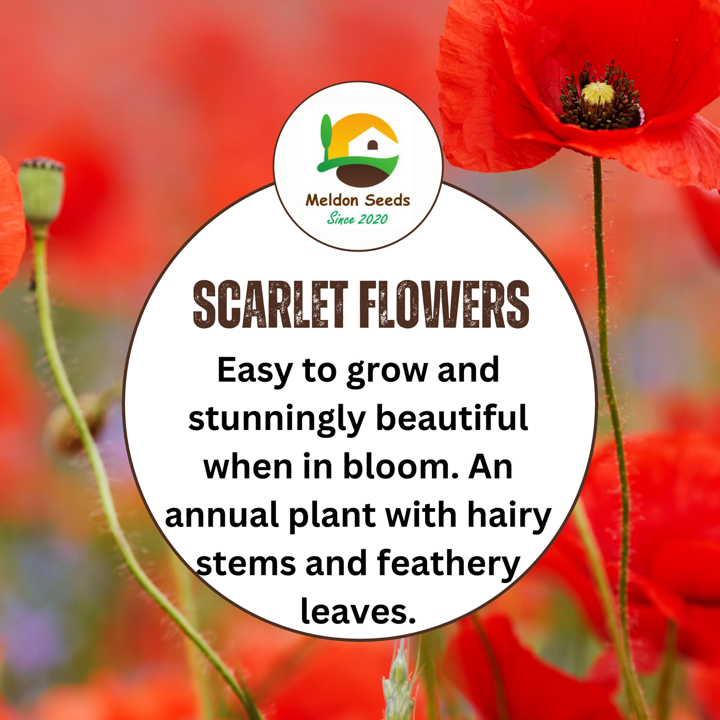 plant poppy seeds uk Red Field Poppy Seeds