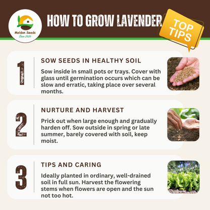 tips for planting lavender seeds Lavender Vera 300 Seeds – Meldon Seeds