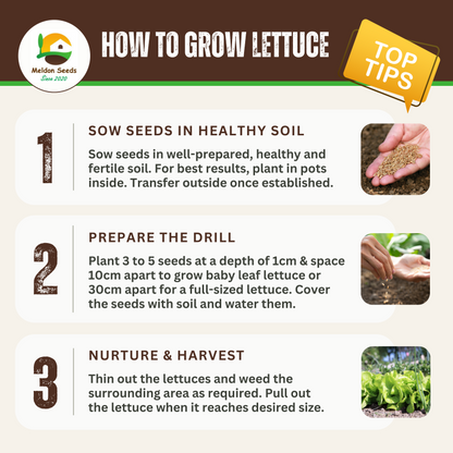 Lettuce Saladin (iceberg) 500 Seeds