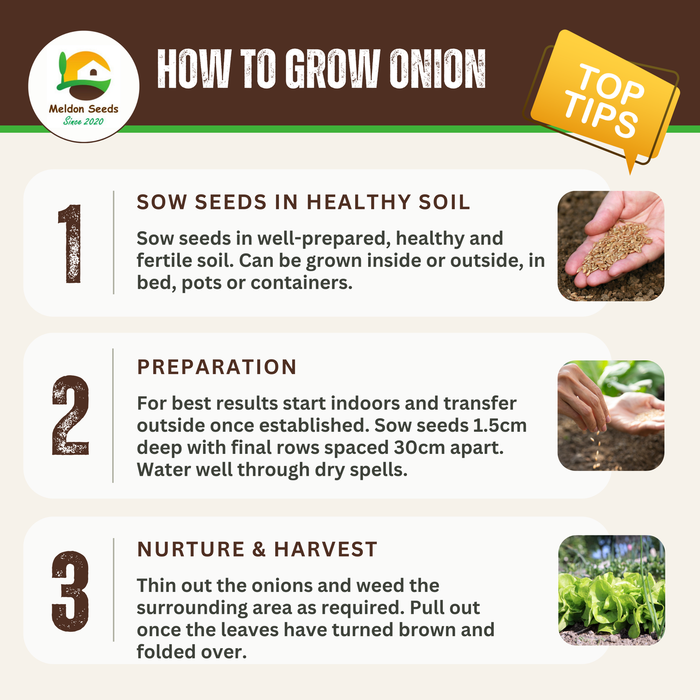 Onion Seeds Red Brunswick 200 Fresh Vegetable Seeds