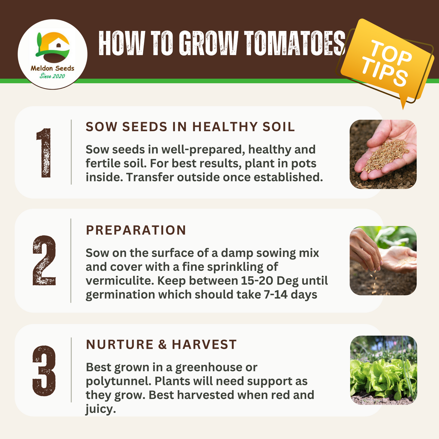 Tomato Moneymaker 10 Seeds