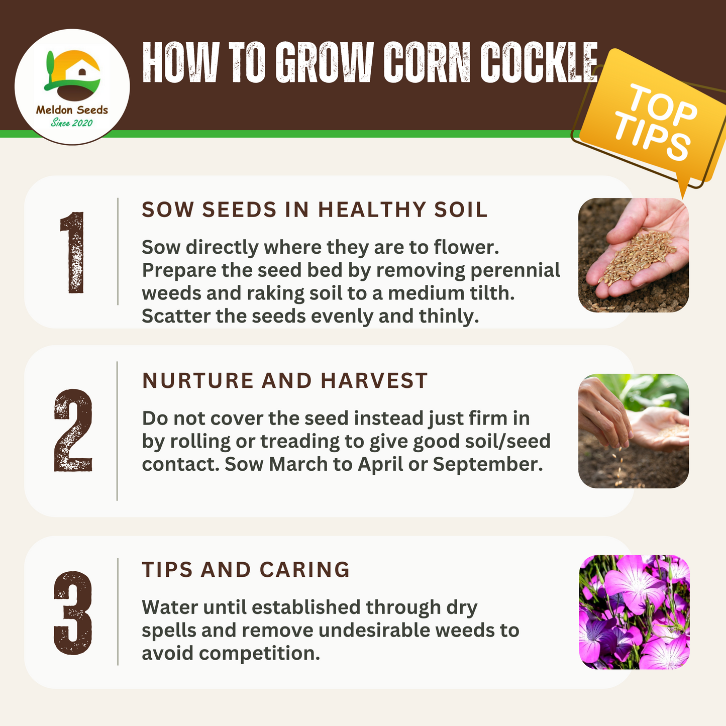 Corn Cockle Seeds - 50 Native UK Wild Flower Seeds for Attracting Birds, Bees, Wildlife, Pollinators, Suitable for Planting and Growing Outdoors in Meadows, Fields, Gardens and Borders by Meldon Seeds