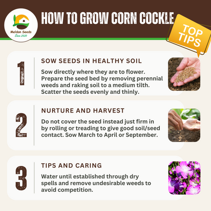 Corn Cockle Seeds - 50 Native UK Wild Flower Seeds for Attracting Birds, Bees, Wildlife, Pollinators, Suitable for Planting and Growing Outdoors in Meadows, Fields, Gardens and Borders by Meldon Seeds