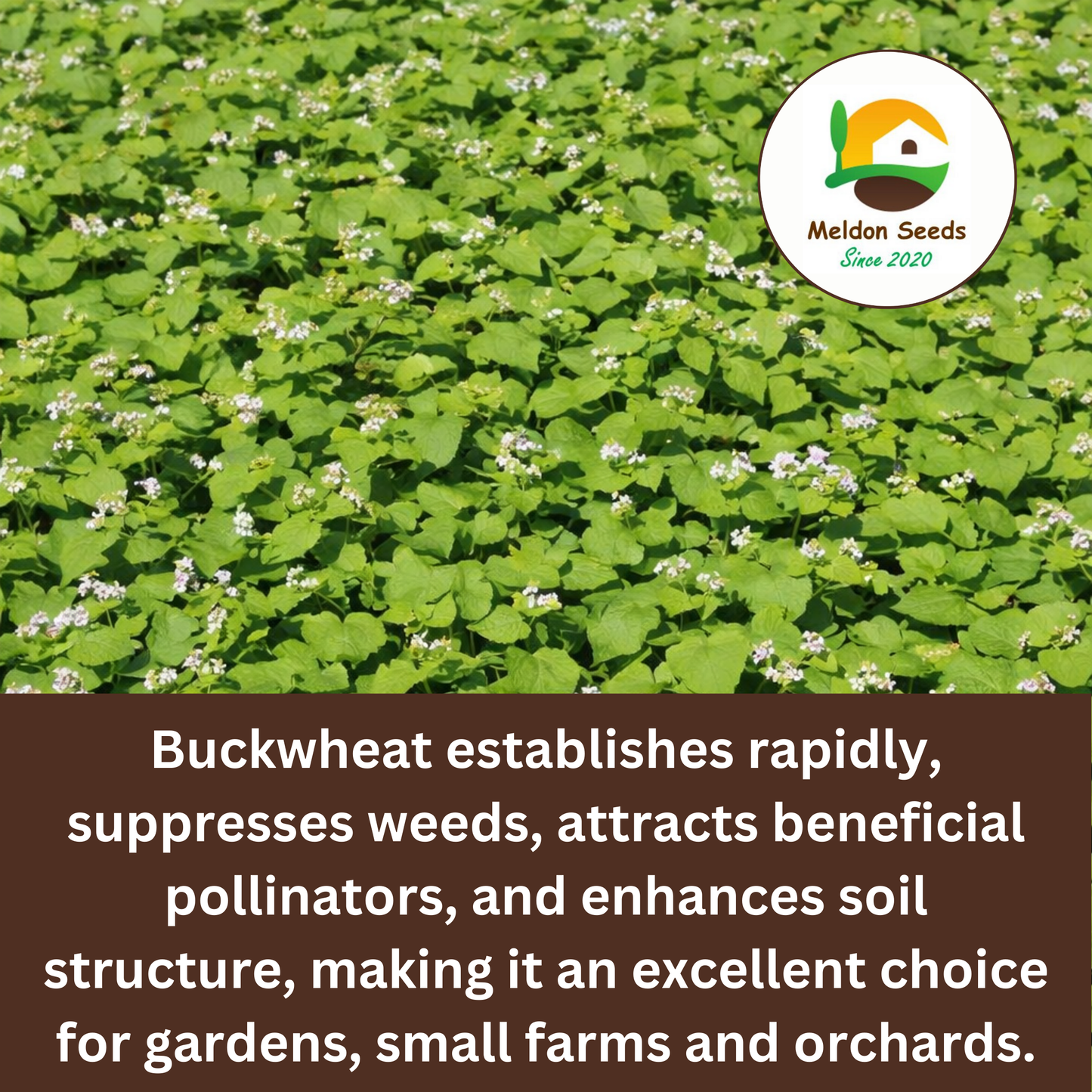 Buckwheat Green Manure Seeds - 1kg