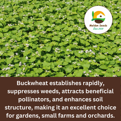 Buckwheat Green Manure Seeds - 1kg