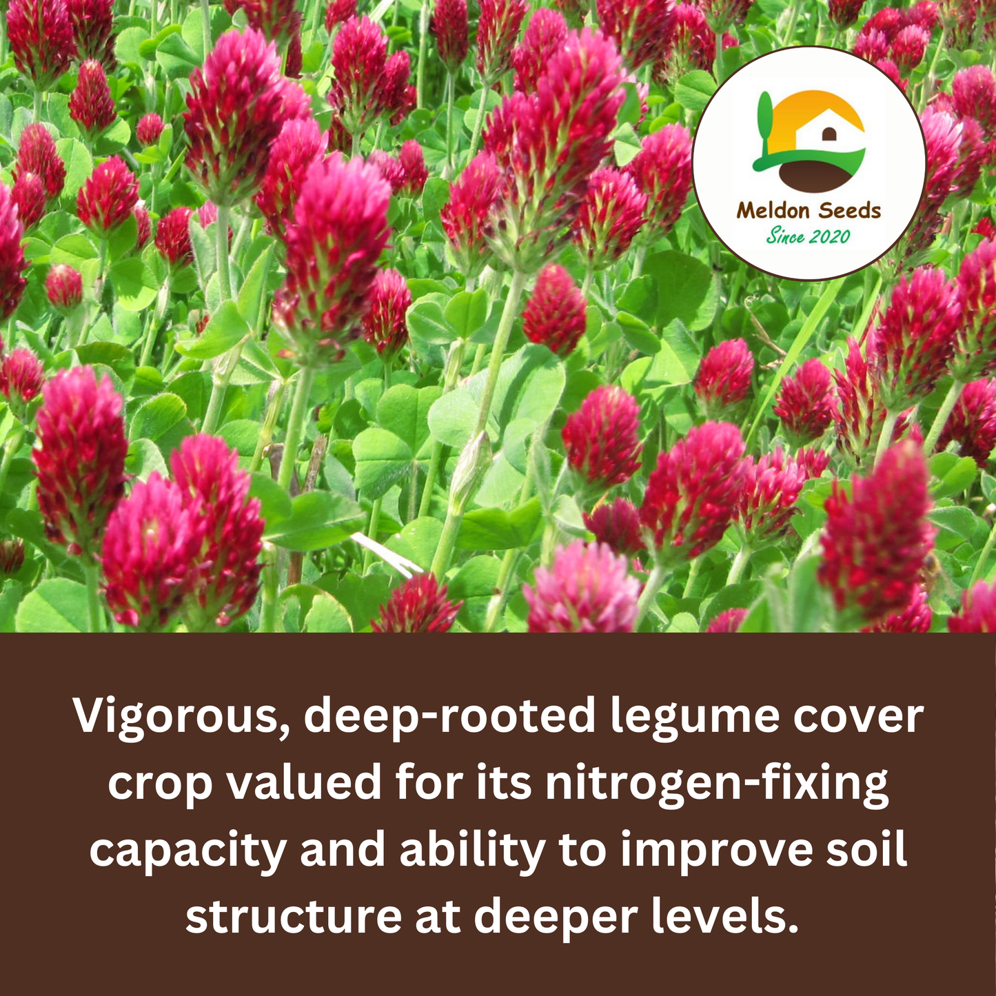 Crimson Clover Green Manure Seeds - 500g