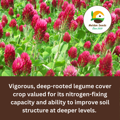 Crimson Clover Green Manure Seeds - 500g