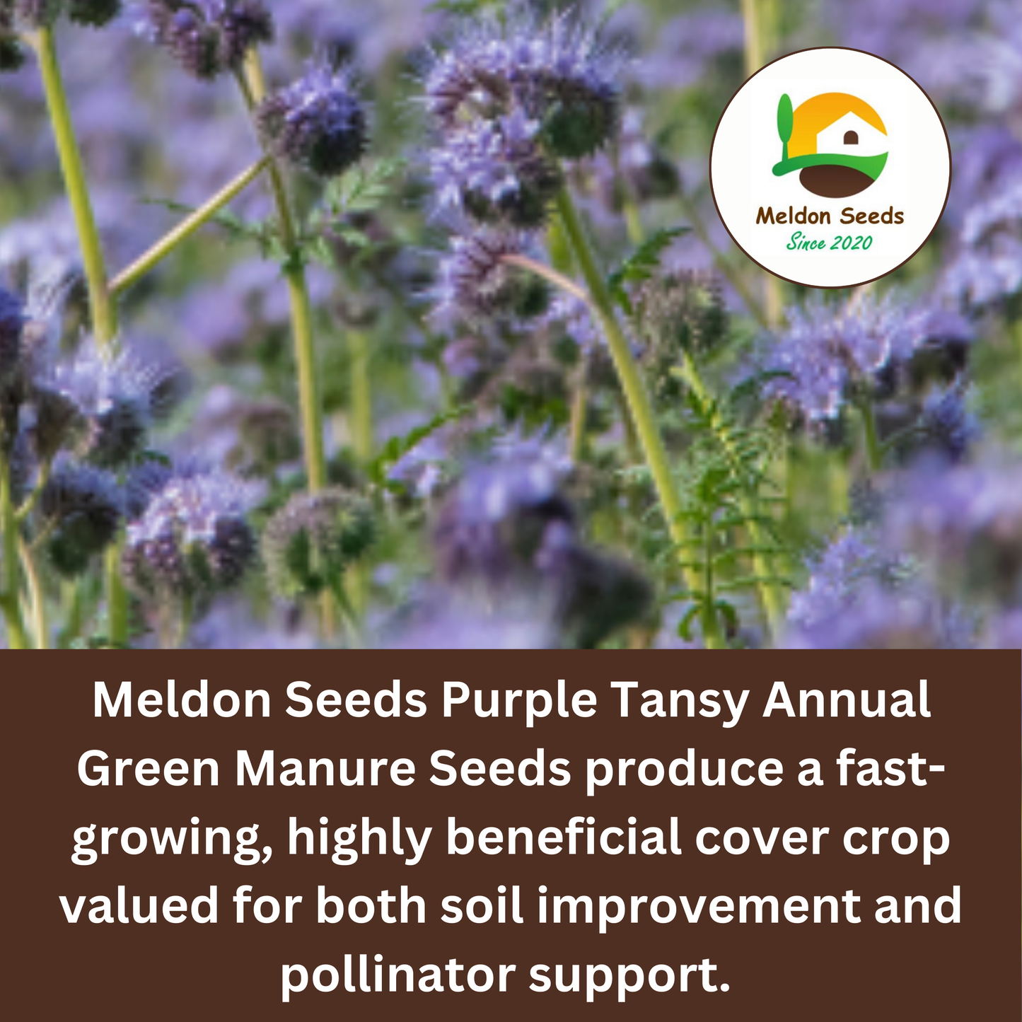 Purple Tansy Annual Green Manure Seeds - 1kg