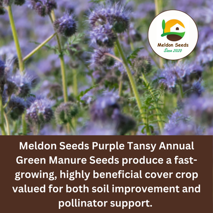 Purple Tansy Annual Green Manure Seeds - 1kg