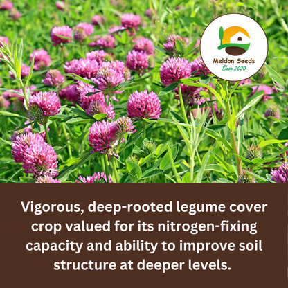 Red Clover Green Manure Seeds - 500g