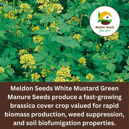 White Mustard Green Manure Seeds - 1kg
