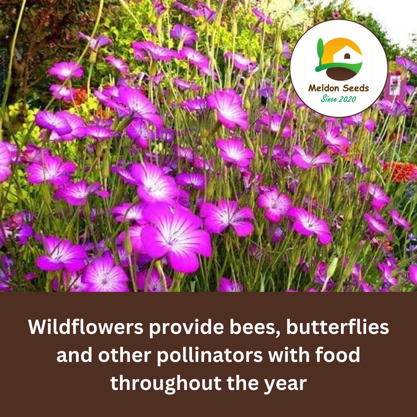 Corn Cockle Seeds - 50 Native UK Wild Flower Seeds for Attracting Birds, Bees, Wildlife, Pollinators, Suitable for Planting and Growing Outdoors in Meadows, Fields, Gardens and Borders by Meldon Seeds