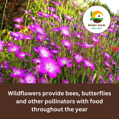 Corn Cockle Seeds - 50 Native UK Wild Flower Seeds for Attracting Birds, Bees, Wildlife, Pollinators, Suitable for Planting and Growing Outdoors in Meadows, Fields, Gardens and Borders by Meldon Seeds