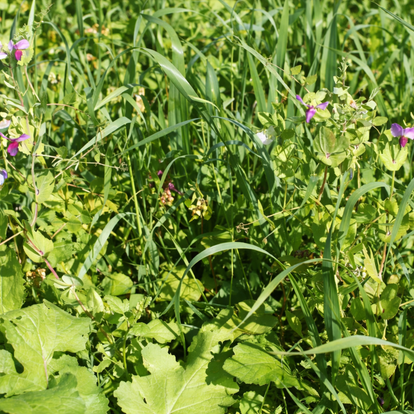 Meldon Seeds – Autumn and Winter Green Manure Mix - 1kg