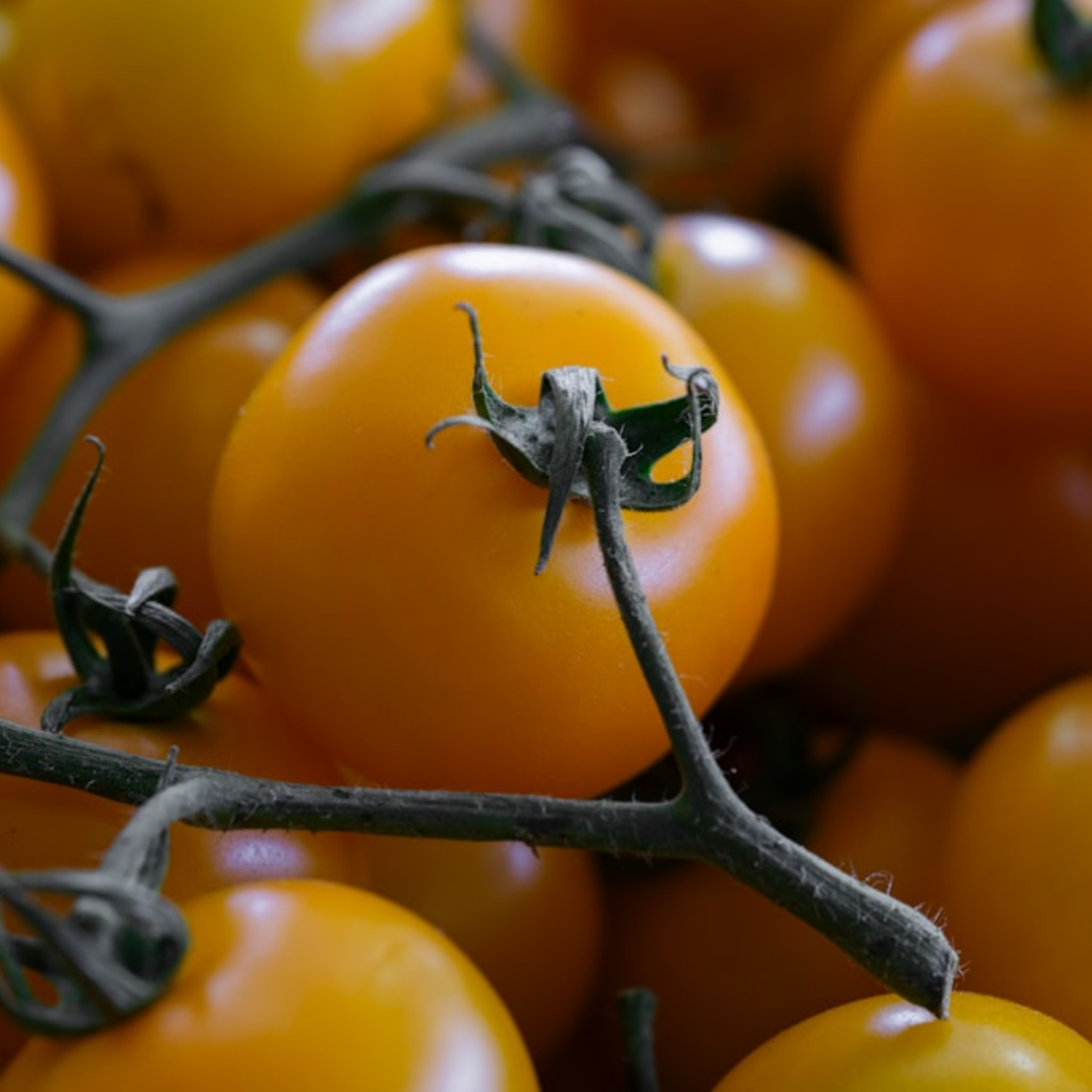 Rainbow Vegetables Collection. 5 Colourful Vegetable Varieties.