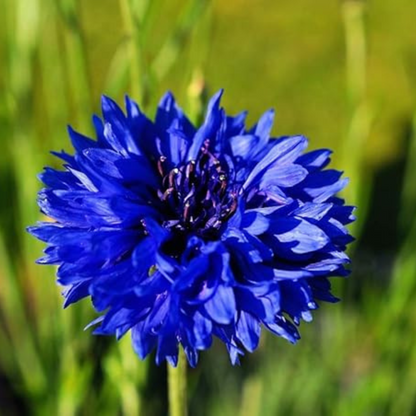 Corn Flower Collection. 3 Native Corn Flower Varieties