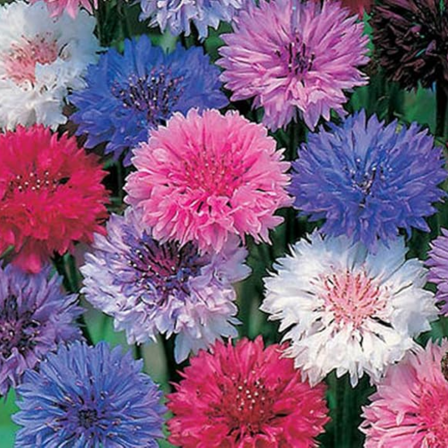 Corn Flower Collection. 3 Native Corn Flower Varieties