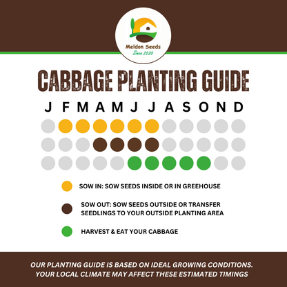 Vegetables Garden Starter Collection. 6 Easy to Grow Vegetable Varieties