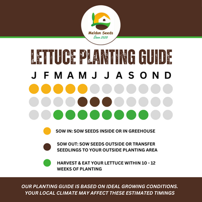 Summer Salad Vegetable Collection. 6 Easy to Grow Vegetable Varieties