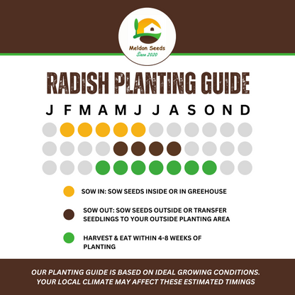 Summer Salad Vegetable Collection. 6 Easy to Grow Vegetable Varieties