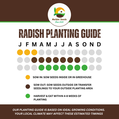 Rainbow Vegetables Collection. 5 Colourful Vegetable Varieties.