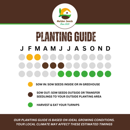 Vegetables Garden Starter Collection. 6 Easy to Grow Vegetable Varieties