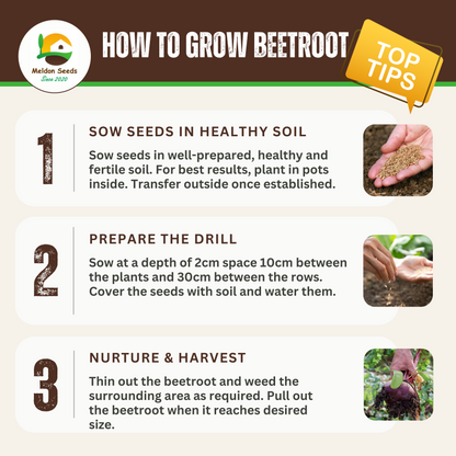 Vegetables Garden Starter Collection. 6 Easy to Grow Vegetable Varieties