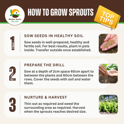 Winter Hardy Vegetable Collection. 6 Easy to Grow Hardy Vegetable Varieties