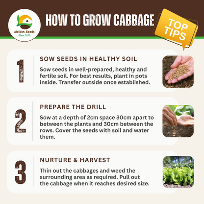 Vegetables Garden Starter Collection. 6 Easy to Grow Vegetable Varieties