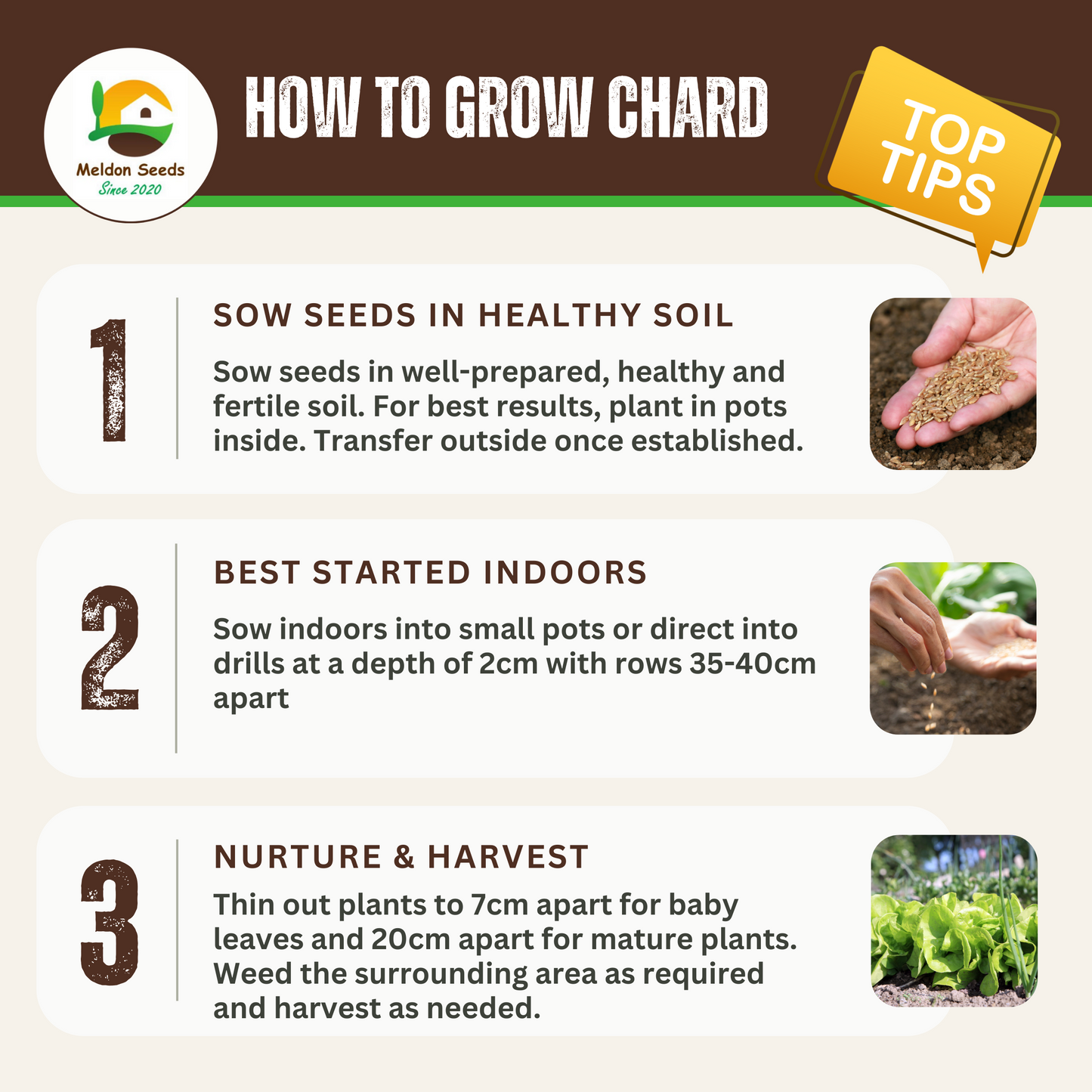 Rainbow Vegetables Collection. 5 Colourful Vegetable Varieties.