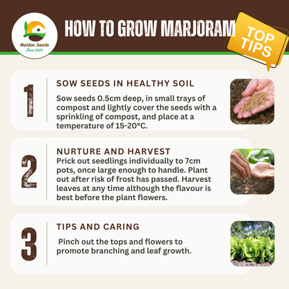 Perfect for Pots Herb Seed Starter Bundle 6 Easy to Grow Herbs Ideal from Growing Indoors in Pots or Containers