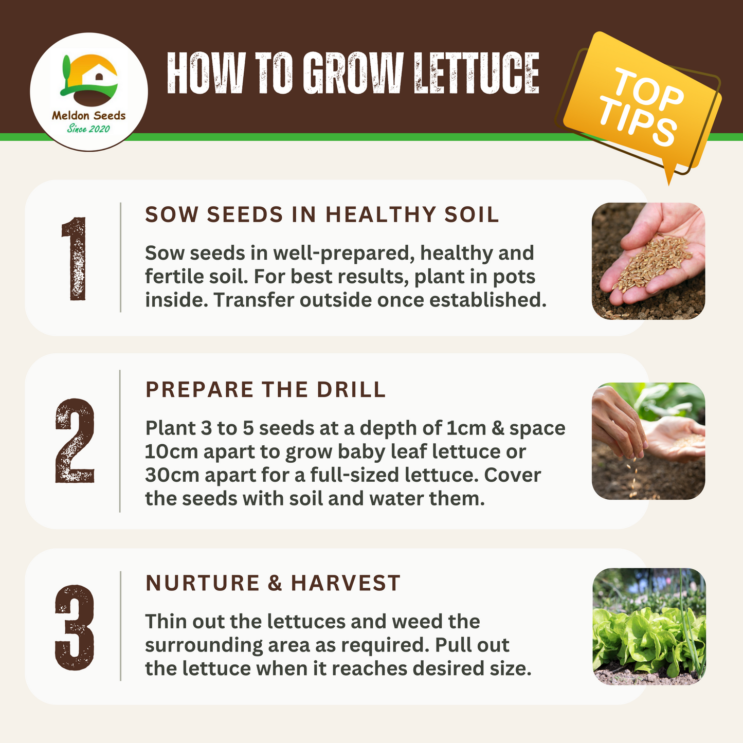 Vegetables Garden Starter Collection. 6 Easy to Grow Vegetable Varieties