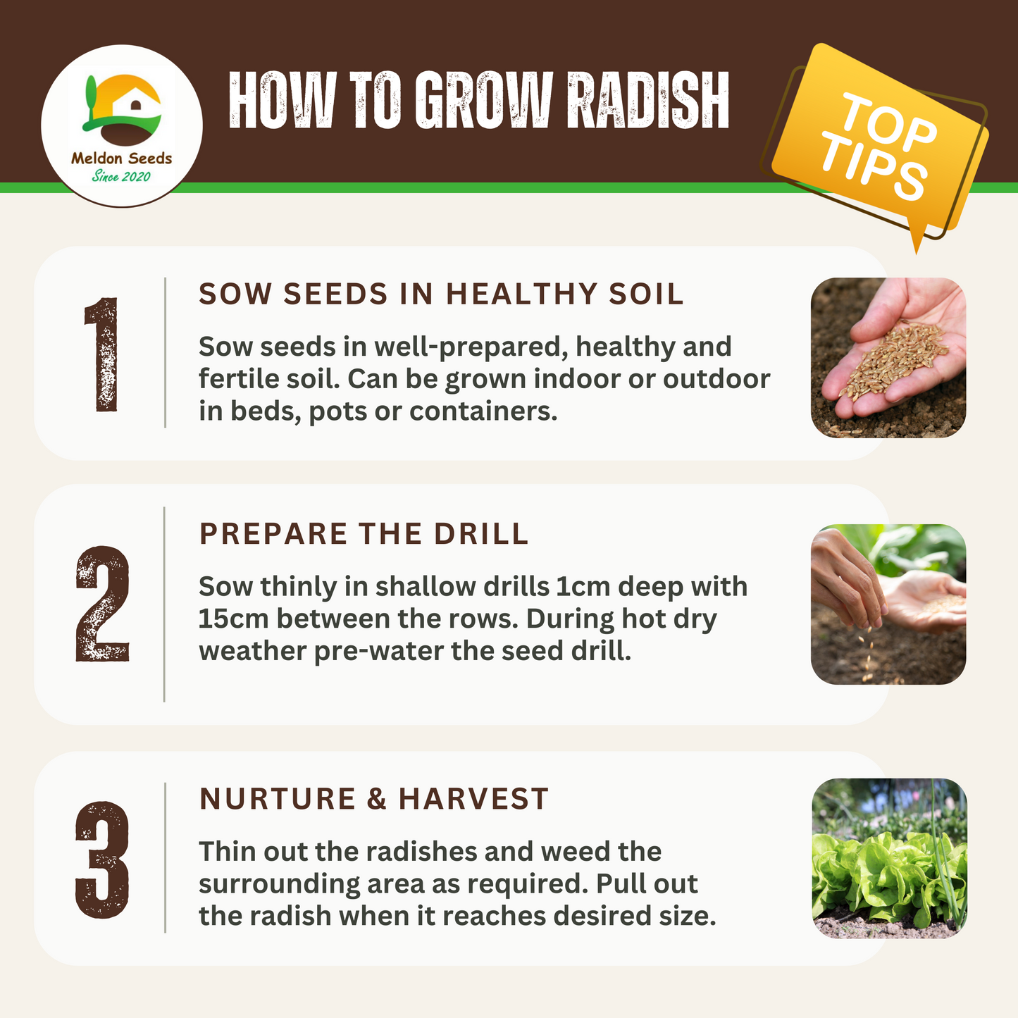 Summer Salad Vegetable Collection. 6 Easy to Grow Vegetable Varieties