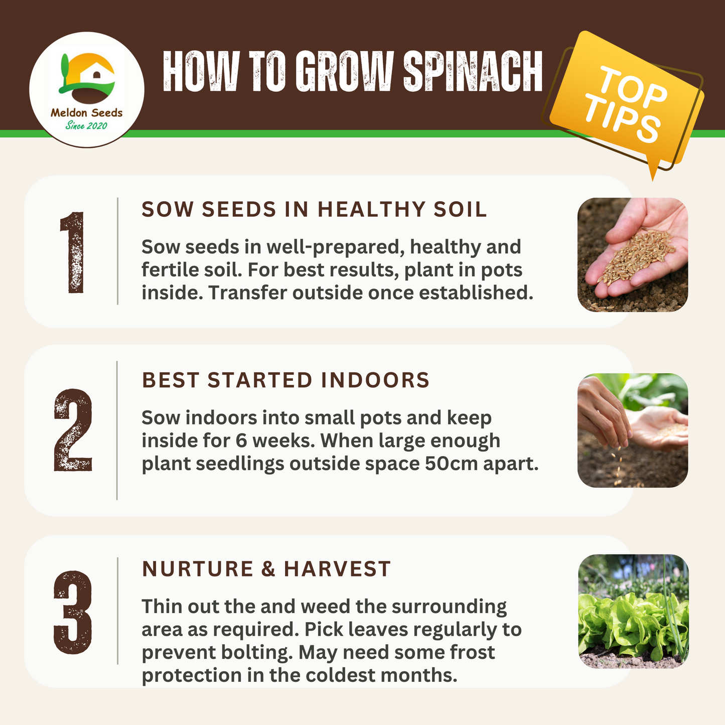 Winter Hardy Vegetable Collection. 6 Easy to Grow Hardy Vegetable Varieties